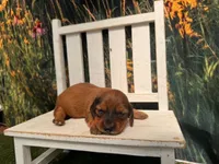Lizzy, a female Miniature Dachshund for sale in Russellville, AR – 3 of 4