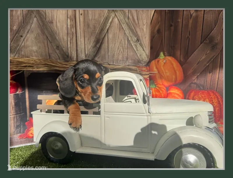 Missy – Miniature Dachshund puppy for sale in Russellville, AR