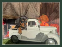 Missy, a female Miniature Dachshund for sale in Russellville, AR – 1 of 6