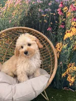 Petey, a male Maltipoo for sale in Bella Vista, AR – 1 of 4