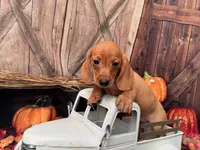 Dolly including pet nanny to NYC Oct 1st, a female Miniature Dachshund for sale in New York, NY – 4 of 5