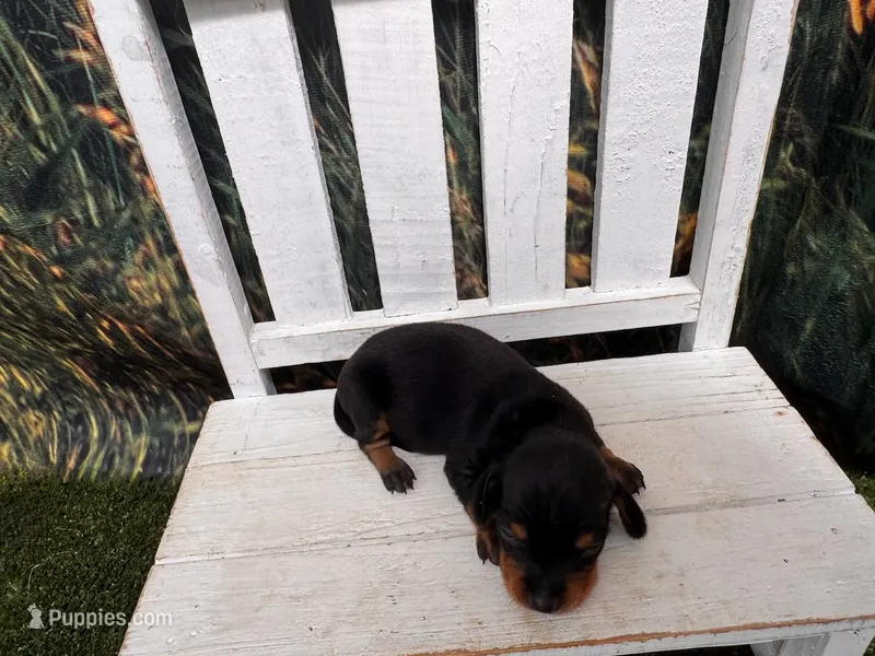 Timmy – Miniature Dachshund puppy for sale in Russellville, AR