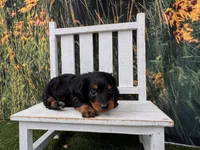 Greta, a female Miniature Dachshund for sale in Russellville, AR – 4 of 4