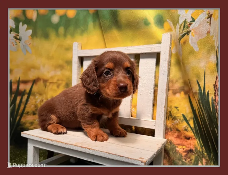 Rocky – Miniature Dachshund puppy for sale in Russellville, AR