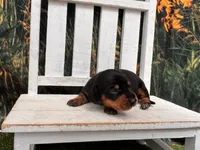 Daisy, a female Miniature Dachshund for sale in Russellville, AR – 4 of 5