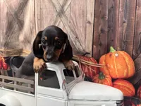 Missy, a female Miniature Dachshund for sale in New York, NY – 2 of 2