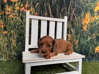 Barney, a male Miniature Dachshund for sale in Russellville, AR – 4 of 4