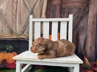 Dottie, a female Miniature Dachshund for sale in Russellville, AR – 4 of 4