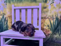 Dusty, a male Dachshund and Miniature Dachshund for sale in Russellville, AR – Photo 4 of 6