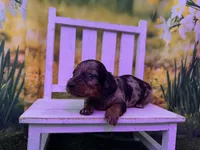 Dusty, a male Dachshund and Miniature Dachshund for sale in Russellville, AR – Photo 5 of 6