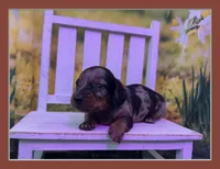 Dusty, a male Dachshund and Miniature Dachshund for sale in Russellville, AR – Photo 3 of 6