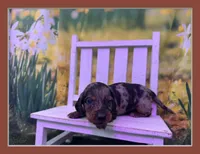 Dusty, a male Dachshund and Miniature Dachshund for sale in Russellville, AR – Photo 2 of 6