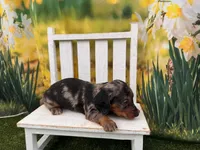 Dusty, a male Dachshund and Miniature Dachshund for sale in Harrisonville, MO – 3 of 3