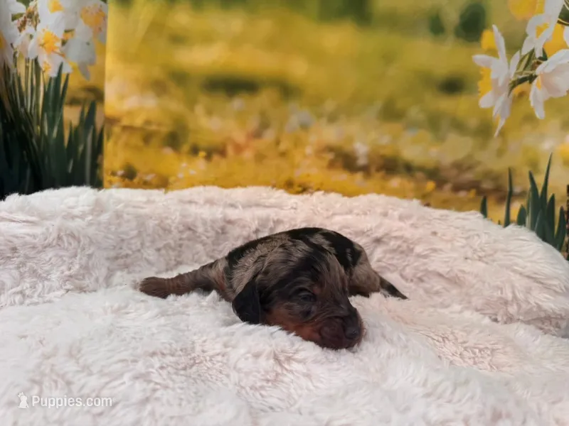 Dusty – Dachshund, Miniature Dachshund puppy for sale in Bella Vista, AR