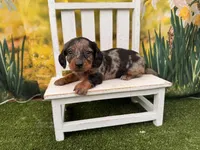 Dusty, a male Dachshund and Miniature Dachshund for sale in Harrisonville, MO – 2 of 3