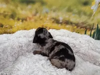 Dusty, a female Dachshund and Miniature Dachshund for sale in Bella Vista, AR – Photo 4 of 4