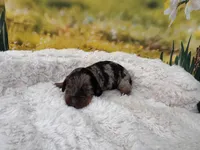 Dusty, a female Dachshund and Miniature Dachshund for sale in Bella Vista, AR – Photo 2 of 4