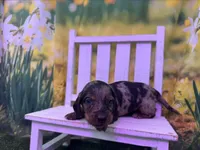 Dusty, a male Dachshund and Miniature Dachshund for sale in Russellville, AR – Photo 6 of 6