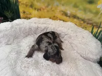 Dusty, a female Dachshund and Miniature Dachshund for sale in Bella Vista, AR – Photo 3 of 4