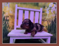 Dusty, a male Dachshund and Miniature Dachshund for sale in Russellville, AR – Photo 1 of 6