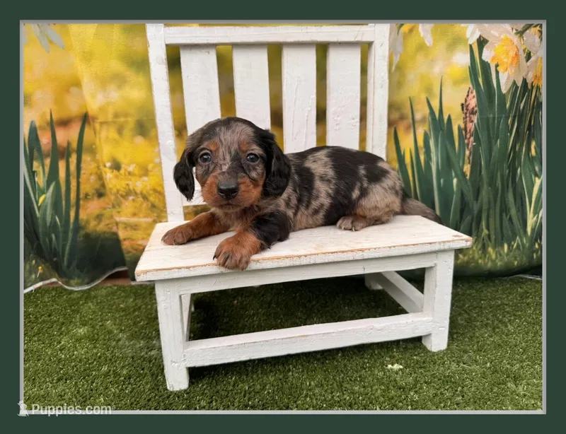 Dusty – Dachshund, Miniature Dachshund puppy on hold in Kansas City, MO