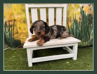 Dusty, a male Dachshund and Miniature Dachshund for sale in Harrisonville, MO – 1 of 3
