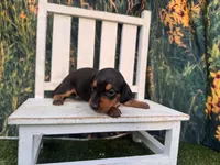 Molly, a female Miniature Dachshund for sale in Russellville, AR – 4 of 4