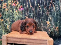 Boz, a male Miniature Dachshund for sale in Harrisonville, MO – 2 of 4