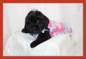 Bella, a female Yorkipoo for sale in Kansas City, KS – Photo 1 of 2