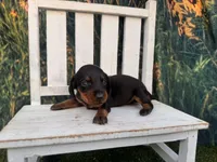 Ollie, a male Miniature Dachshund for sale in Russellville, AR – 2 of 2