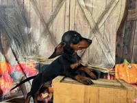 Tiny Tiny Timmie including shipping to NYC, a male Dachshund and Miniature Dachshund for sale in New York, NY – 5 of 5