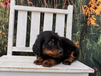 Benji, a male Miniature Dachshund for sale in Russellville, AR – 4 of 7