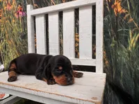 KC, a male Miniature Dachshund for sale in Russellville, AR – 3 of 3