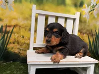 Winston, a male Miniature Dachshund for sale in Kansas City, KS – 2 of 5