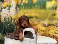 Boss, a male Miniature Dachshund for sale in Bella Vista, AR – 4 of 4