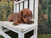 Ella, a female Miniature Dachshund for sale in Saint Petersburg, FL – 4 of 4