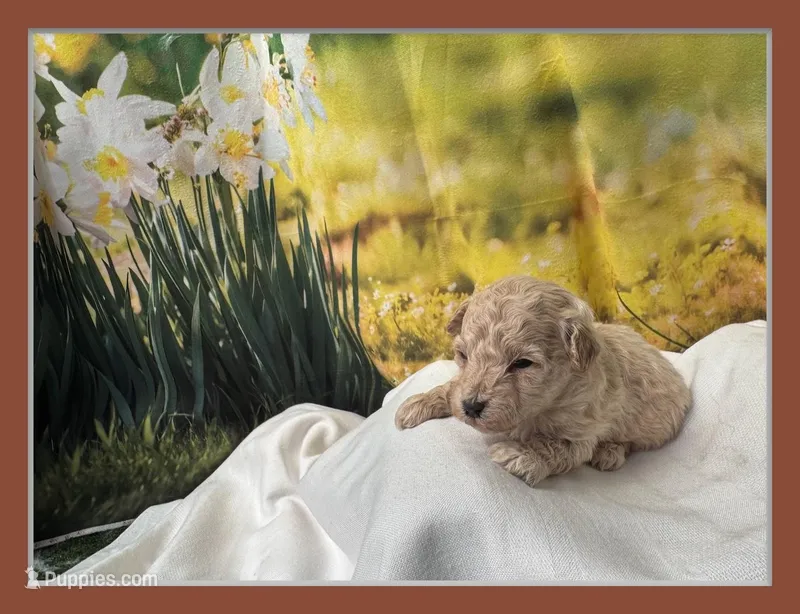Rosie – Maltipoo puppy for sale in Russellville, AR