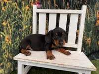 Tiny KC, a male Miniature Dachshund for sale in Harrisonville, MO – 2 of 5