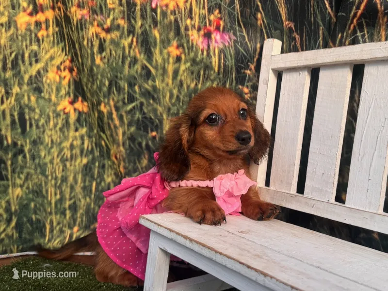 Lizzy  – Miniature Dachshund puppy for sale in Russellville, AR