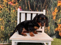 Greta Includes delivery to Tampa, a female Miniature Dachshund for sale in Saint Petersburg, FL – 3 of 7
