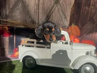 Missy, a female Miniature Dachshund for sale in Russellville, AR – 6 of 6