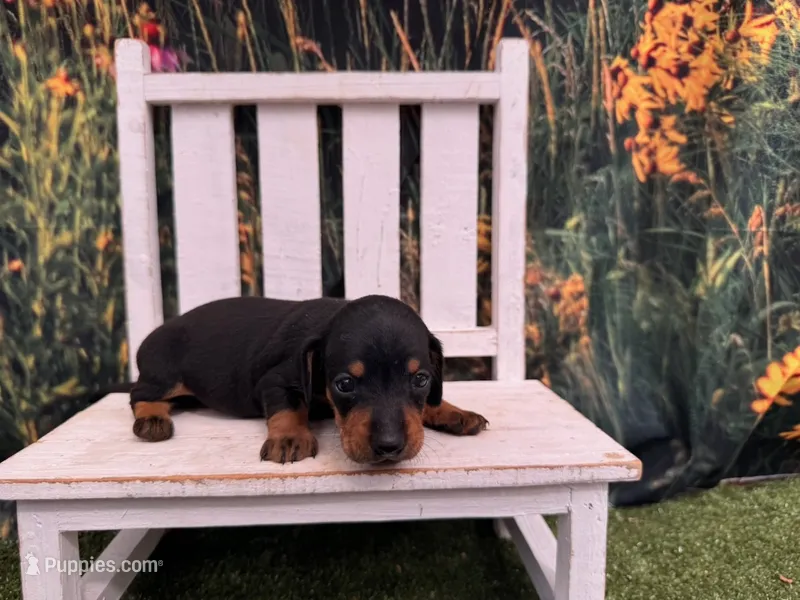 Louie – Miniature Dachshund puppy for sale in Russellville, AR