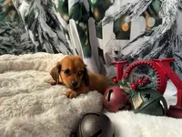 frosty, a male Dachshund and Miniature Dachshund for sale in Kansas City, KS – Photo 2 of 2