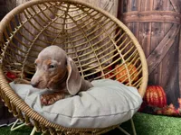 Isabella, a female Miniature Dachshund for sale in Russellville, AR – 2 of 7