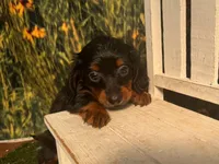 Grace , a female Miniature Dachshund for sale in Kansas City, KS – 4 of 4