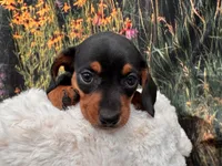 Tiny Fritz, a male Miniature Dachshund for sale in Harrisonville, MO – 2 of 4