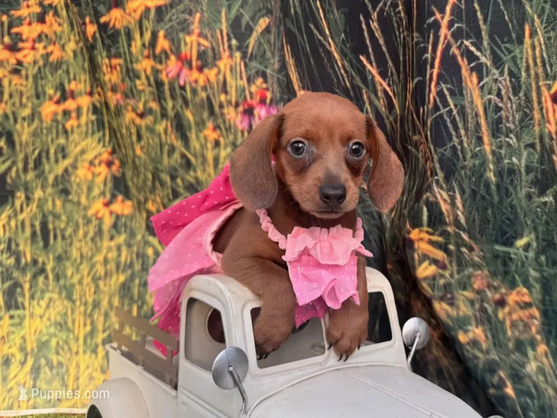 Ella – Miniature Dachshund puppy for sale in Russellville, AR