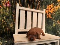 Ella, a female Miniature Dachshund for sale in Russellville, AR – 3 of 5