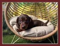 Roxie, a female Dachshund and Miniature Dachshund for sale in Bella Vista, AR – Photo 3 of 4