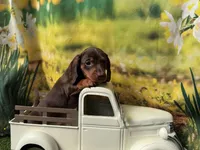 Roxie, a female Dachshund and Miniature Dachshund for sale in Bella Vista, AR – Photo 1 of 4